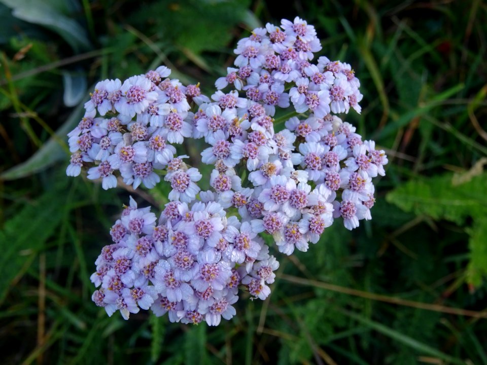 Achillée millefeuille, Achillea millefolium, Astéracées 