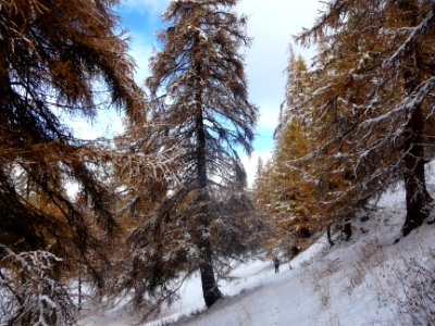 Les mélèzes ont revêtu leur parure automnale photo