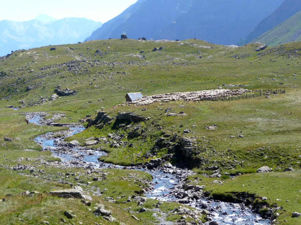 Moutons à la Grande Cabane, haut vallon du Fournel 