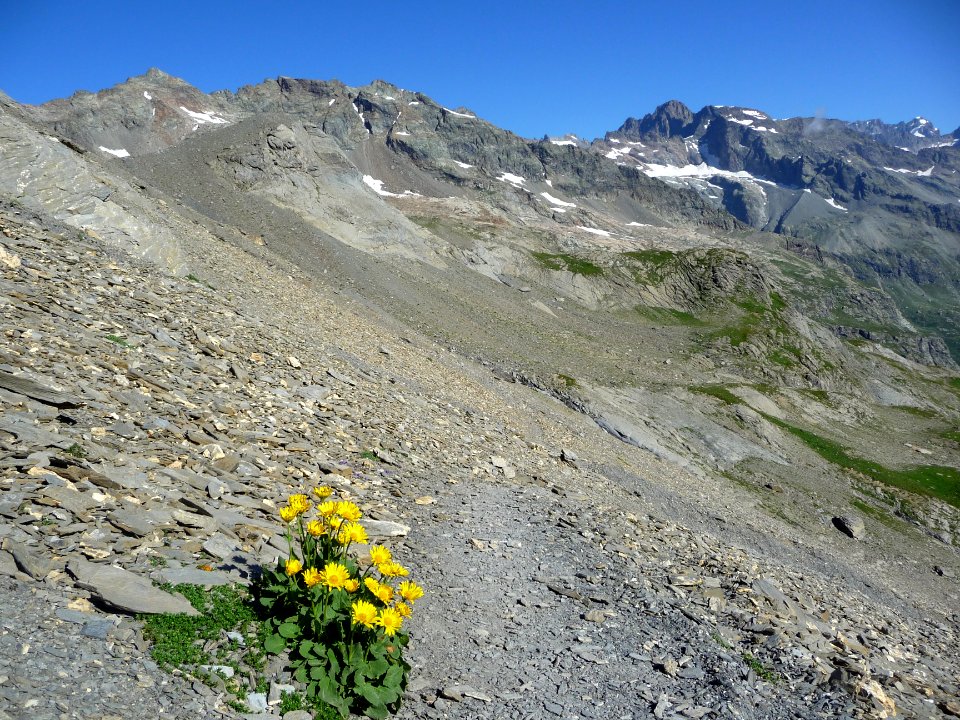 Des doronics en montant au col de l'Aup Martin 