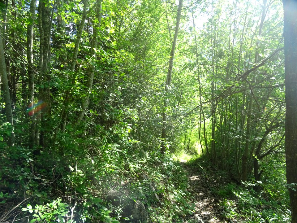 La sente le long du ruisseau 