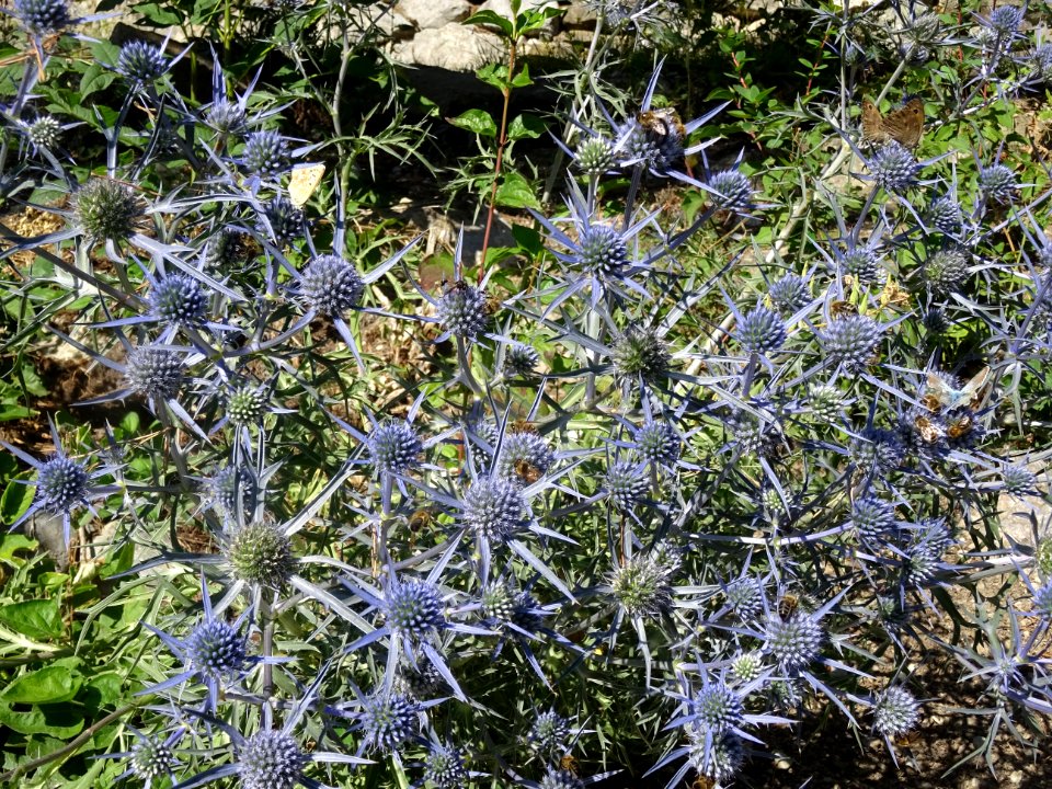 Panicaut à feuilles planes, Eryngium planum, Apiacées 