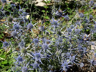 Panicaut à feuilles planes, Eryngium planum, Apiacées 