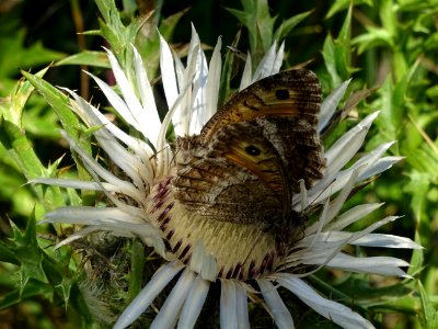 Deux papillons sur une Carline acaule, Carlina acaulis, As… 