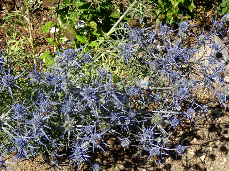 Panicaut à feuilles planes, Eryngium planum, Apiacées 