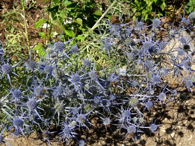 Panicaut à feuilles planes, Eryngium planum, Apiacées 
