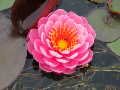 Pink lotus pond