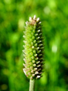Bistorte, Bistorta officinalis ou Persicaria bistorta, Pol… 