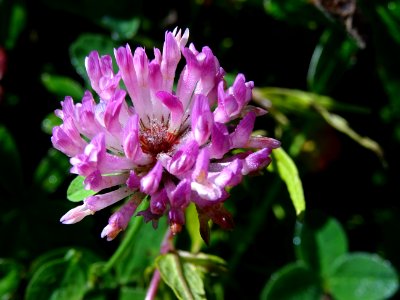 Trèfle violet, Trifolium pratense subsp. pratense, Fabacée… 