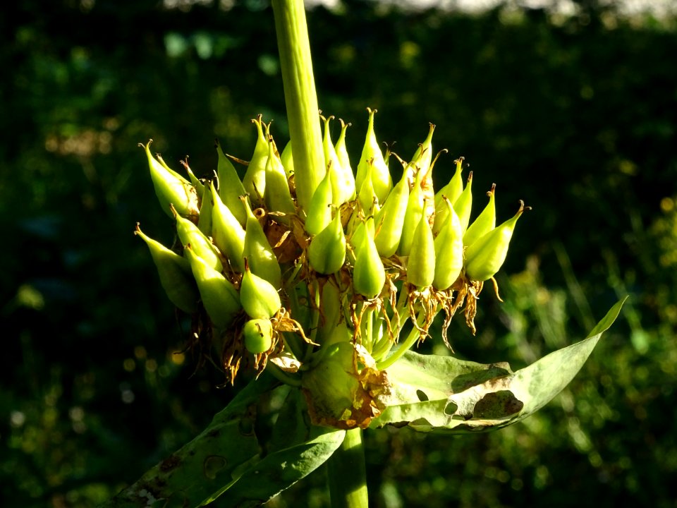 Graines de la Gentiane jaune, Gentiana lutea, Gentianacées… 