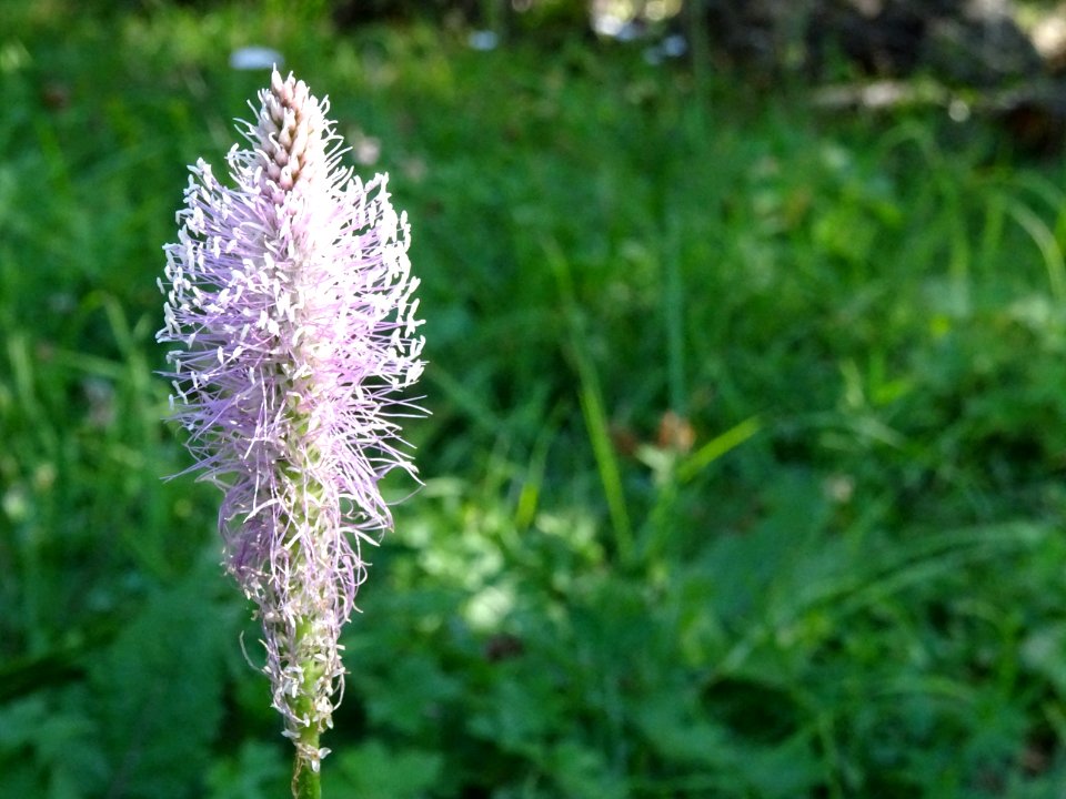 Plantain intermédiaire, Plantago media, Plantaginacées 