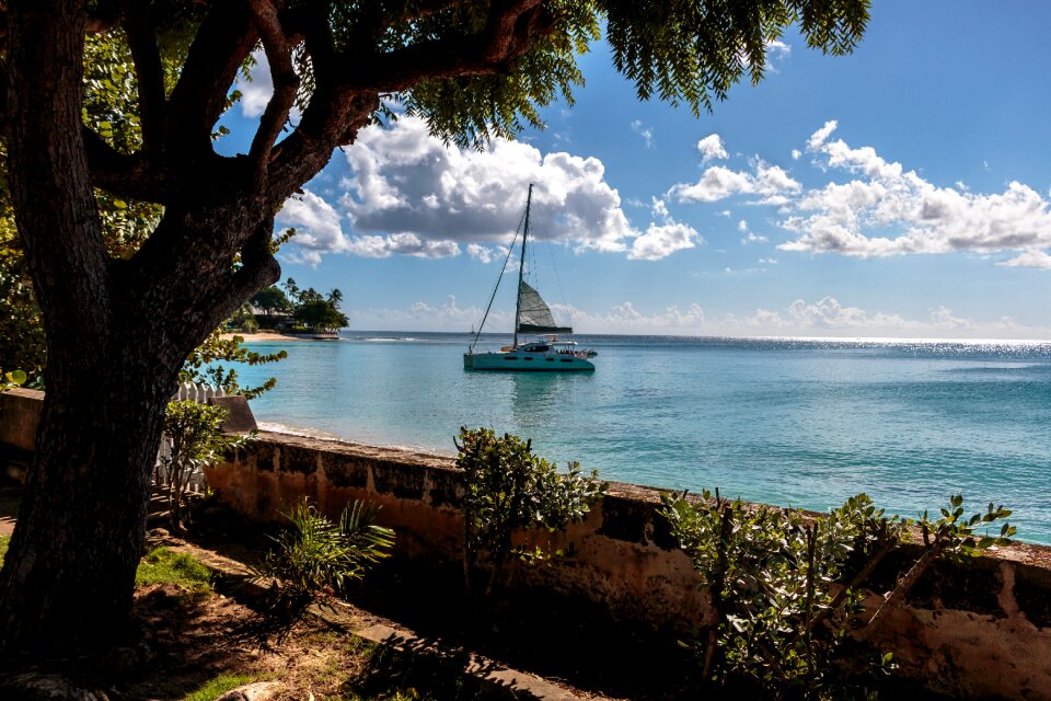 Atlantic ocean sea wall tropical tree