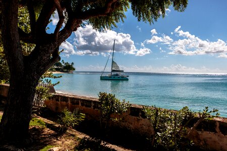 Atlantic ocean sea wall tropical tree