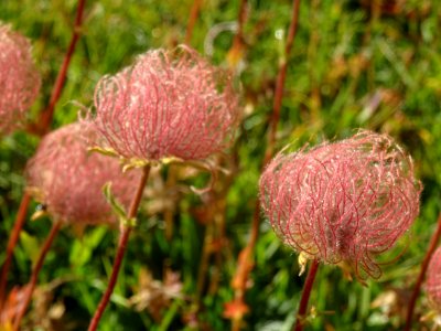 Fructifications de Benoîte rampante, Geum reptans, Rosacée… 