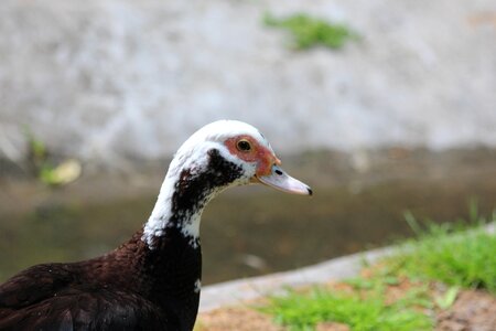 Duck duck bird birds photo