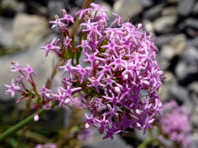 Centranthe à feuilles étroites, Centranthus angustifolius,… 
