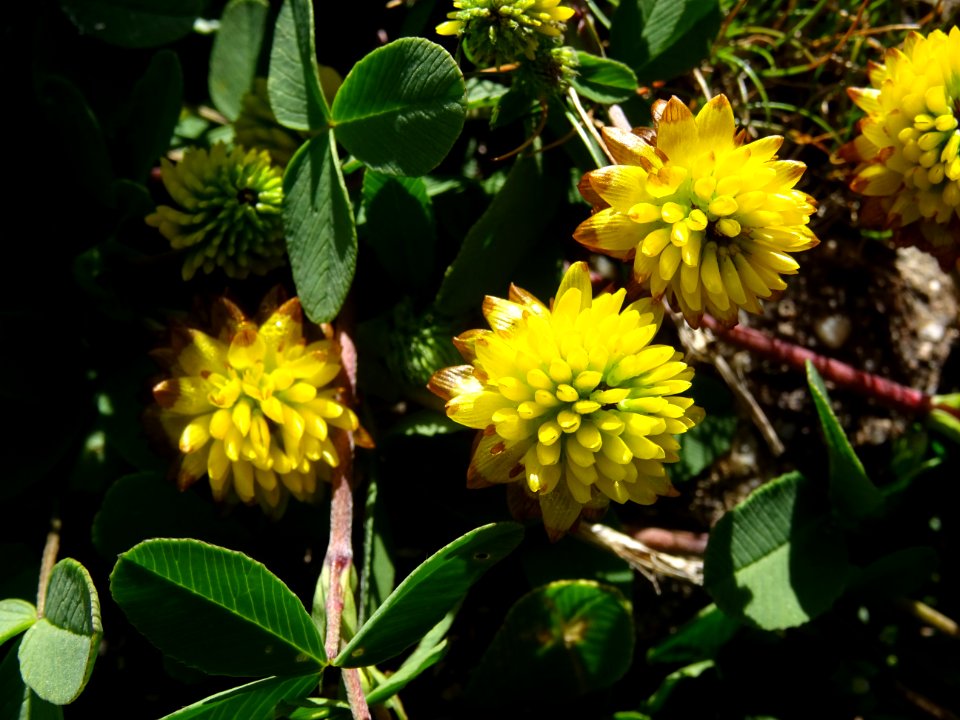 Trèfle bai ou Trèfle brun, Trifolium badium, Fabacées 