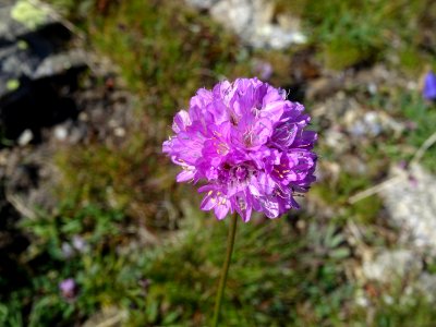 Arméria des Alpes, Armeria alpina, Plumbaginacées 