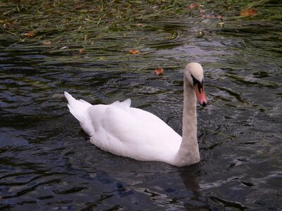 Swan bird river