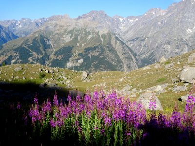 Epilobes dans la lumière rasante du matin, une grande part… 