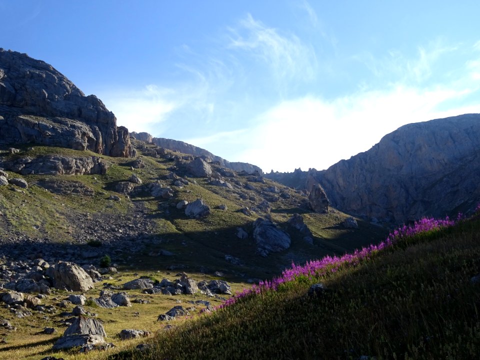 Epilobes dans la lumière rasante du matin 