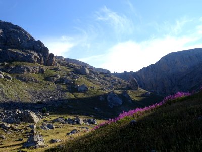 Epilobes dans la lumière rasante du matin 