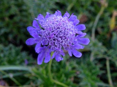 Scabieuse colombaire, Scabiosa columbaria, Caprifoliacées 