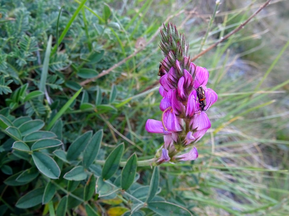 Esparcette des montagnes ou Sainfoin des Alpes, Onobrychis… 