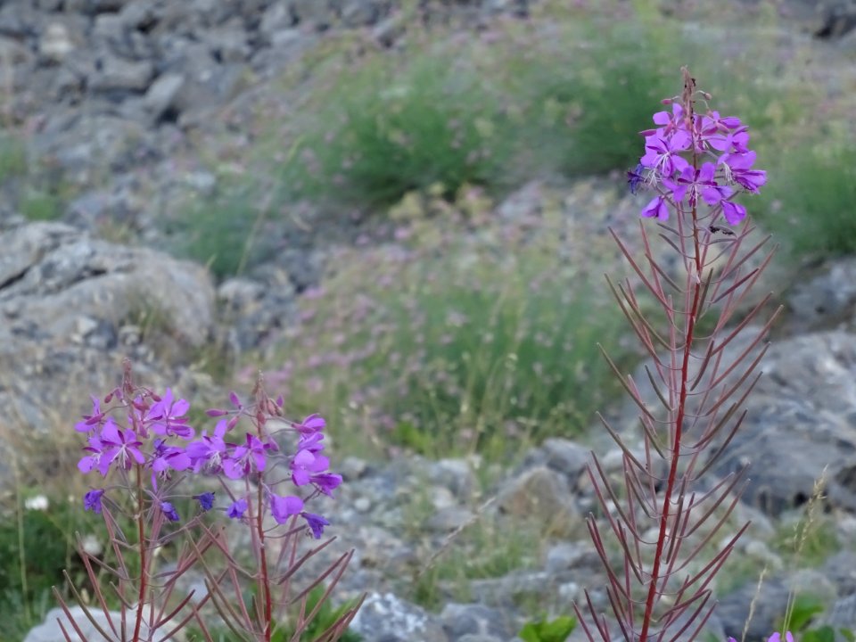Epilobe à feuilles étroites, Epilobium angustifolium, Onag… 