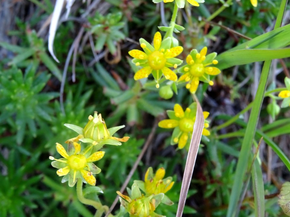 Saxifrage des ruisseaux, Saxifraga aizoides, Saxifragacées… 