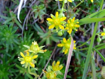 Saxifrage des ruisseaux, Saxifraga aizoides, Saxifragacées… 