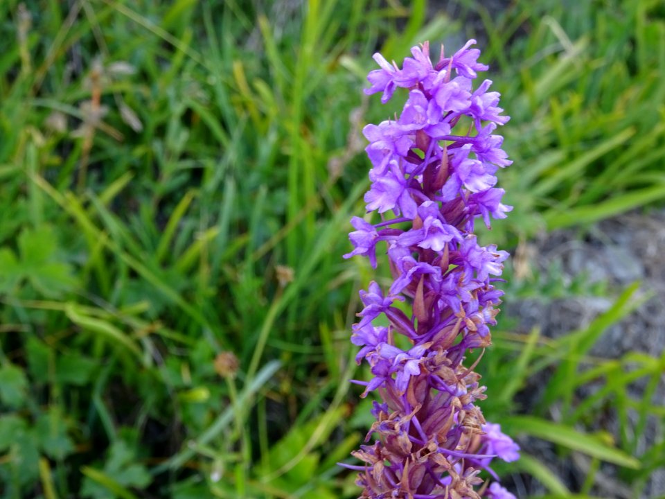 Orchis moustique, Gymnadenia conopsea, Orchidacées 