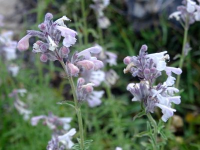 Petit népéta, Nepeta nepetella subsp. nepetella, Lamiacées… 
