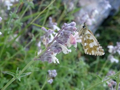 Papillon sur Lamier ? 
