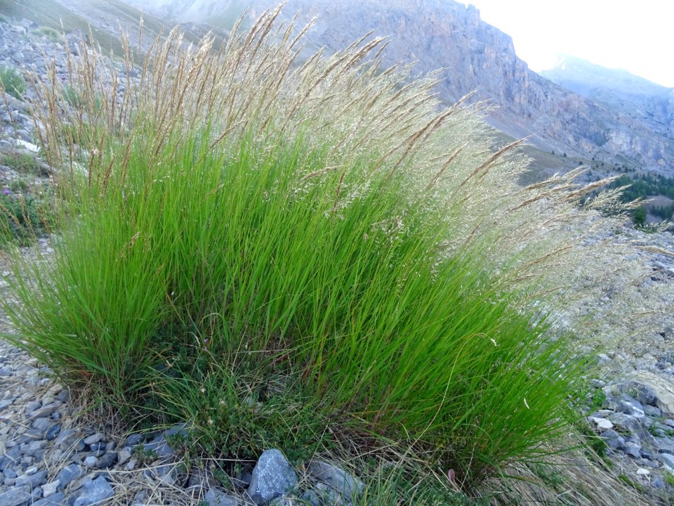Calamagrostide argentée, Achnatherum calamagrostis = Calam… 