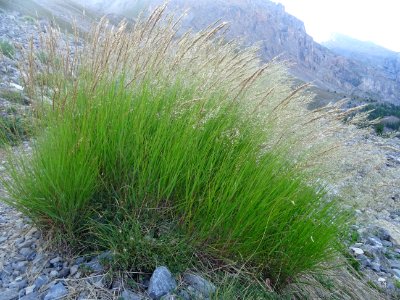 Calamagrostide argentée, Achnatherum calamagrostis = Calam… 