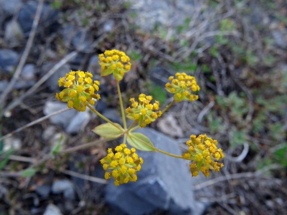 Buplèvre fausse renoncule, Bupleurum ranunculoides subsp. … 
