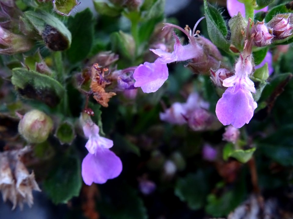 Germandrée petit-chêne, Teucrium chamaedrys, Lamiacées 