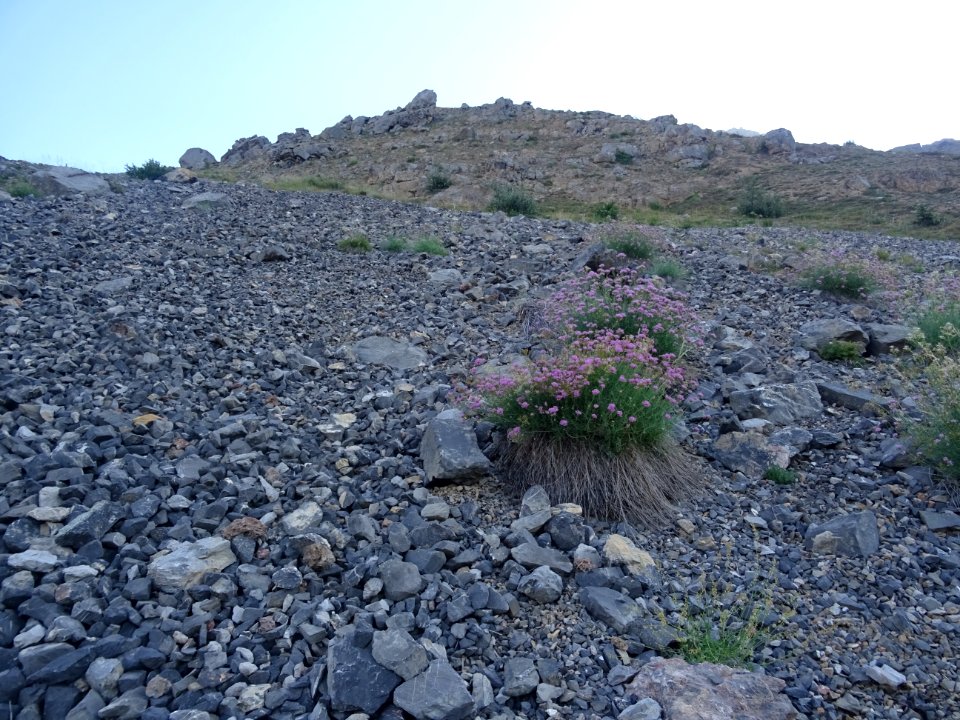 Pierrier et Centranthe à feuilles étroites, Centranthus an… 