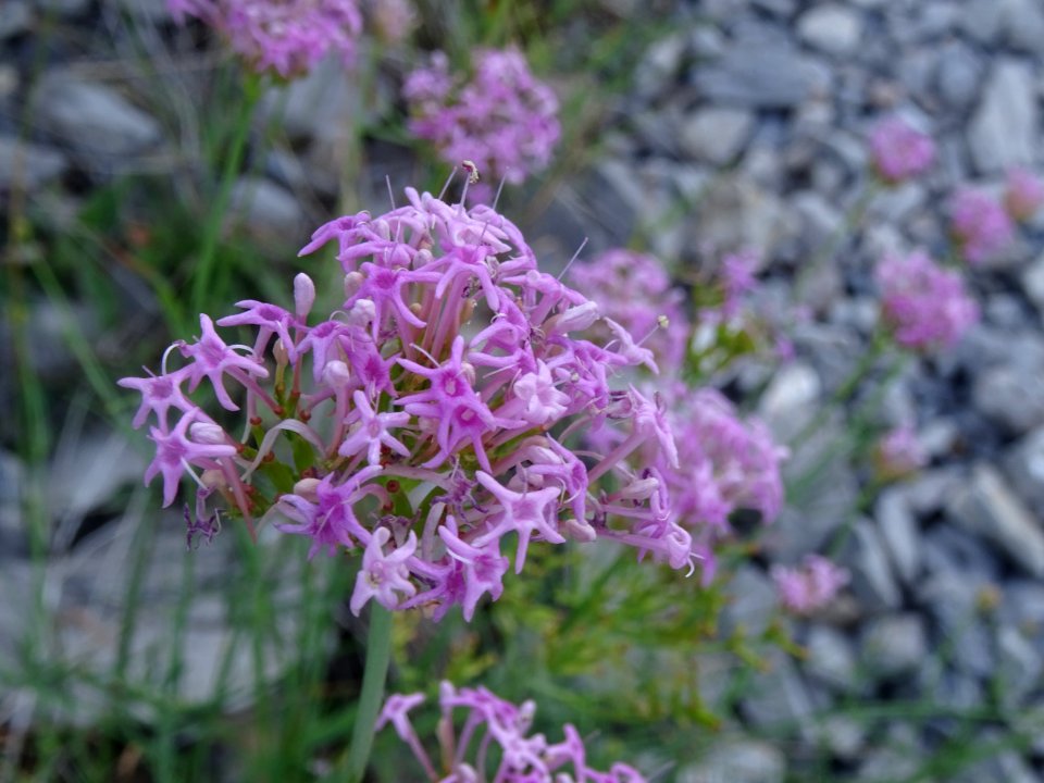 Centranthe à feuilles étroites, Centranthus angustifolius,… 
