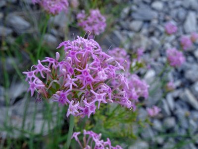 Centranthe à feuilles étroites, Centranthus angustifolius,… 