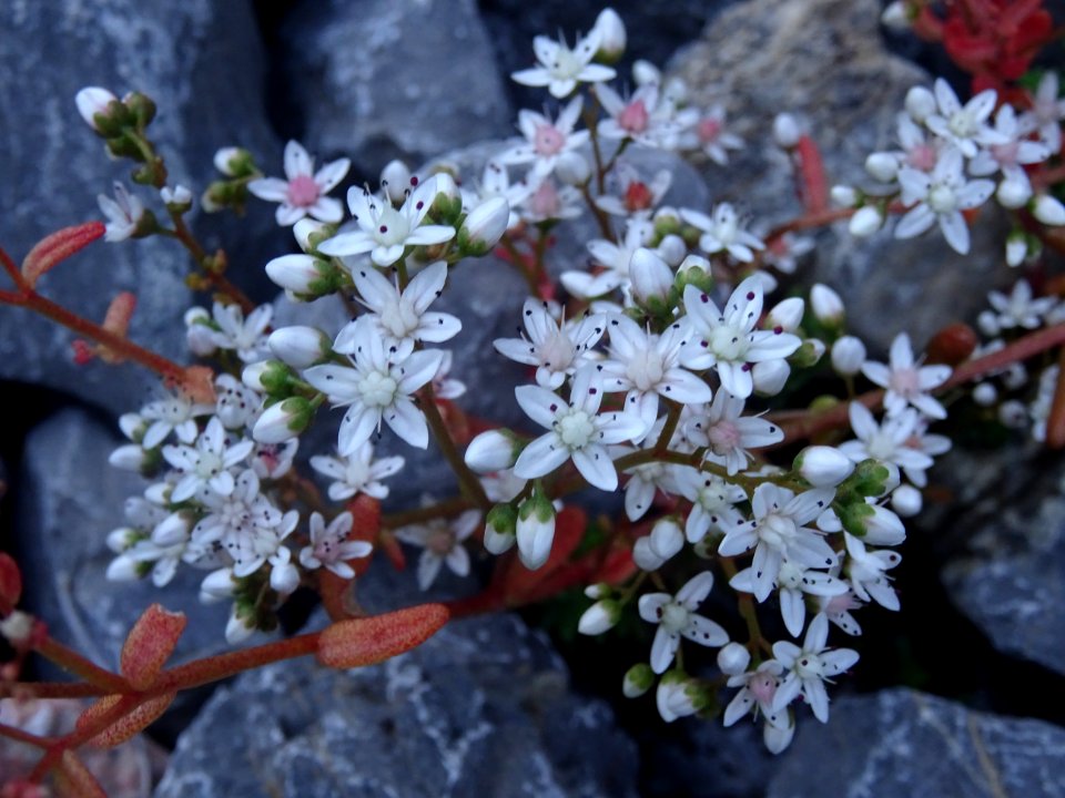 Orpin blanc, Sedum album, Crassulacées 