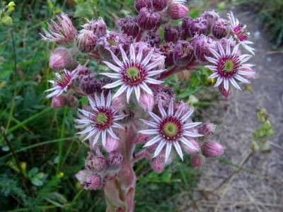 Joubarbe du calcaire, Sempervivum calcareum, Crassulacées 