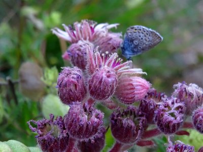 Papillon sur Joubarbe du calcaire, Sempervivum calcareum, … 