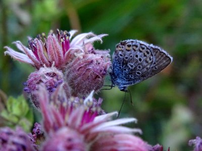 Papillon sur Joubarbe du calcaire, Sempervivum calcareum, … photo