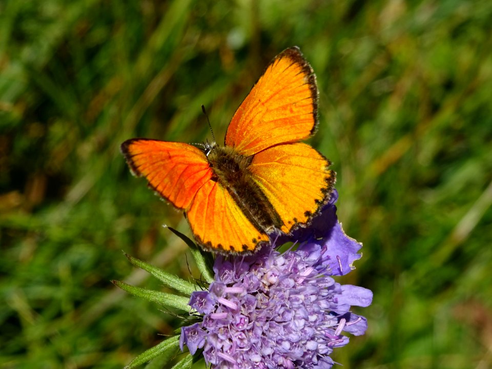 Argus satiné ou Cuivré de la Verge-d'Or, Heodes virgaureae… 