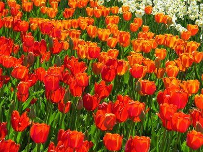 Red orange white