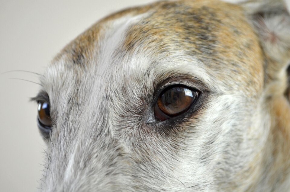 Dog look pet podenko
