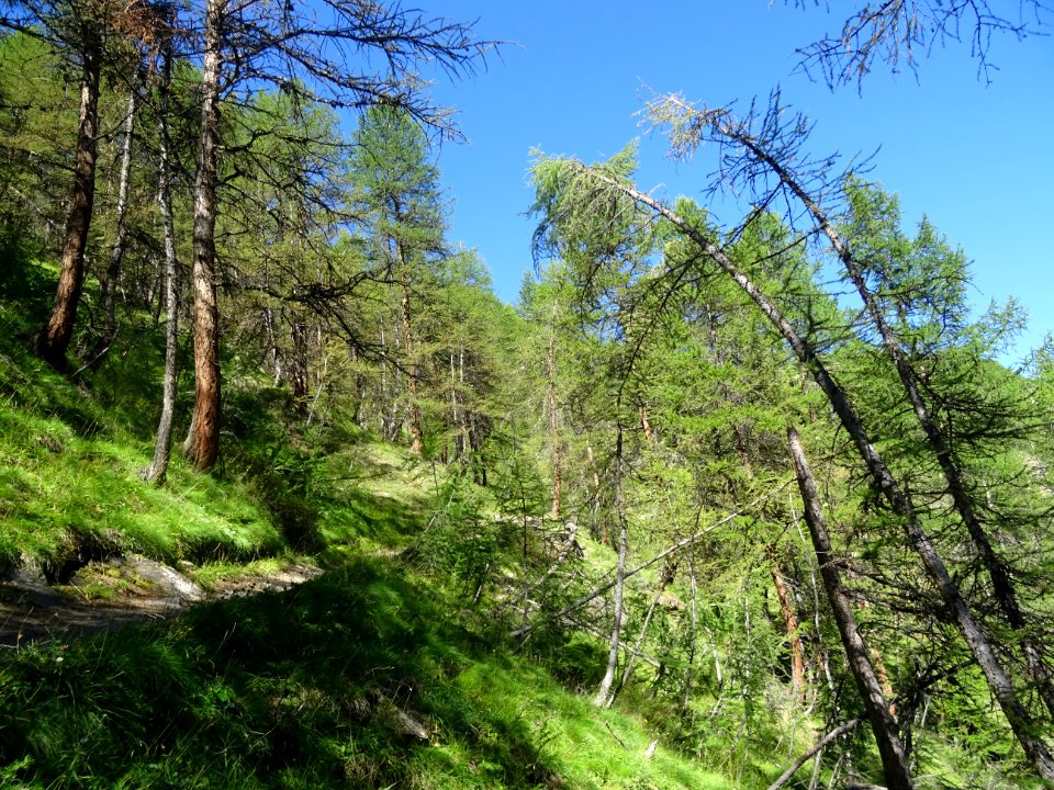 Le sentier monte à travers un versant raide couvert de mél… 
