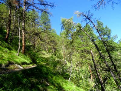Le sentier monte à travers un versant raide couvert de mél… 